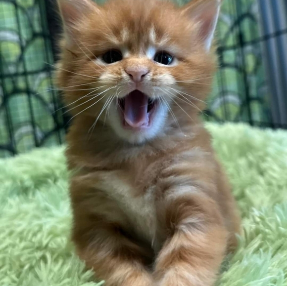 Meet your Posher, Sharon - Picture 10 of 12